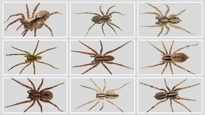 What country has no spiders?