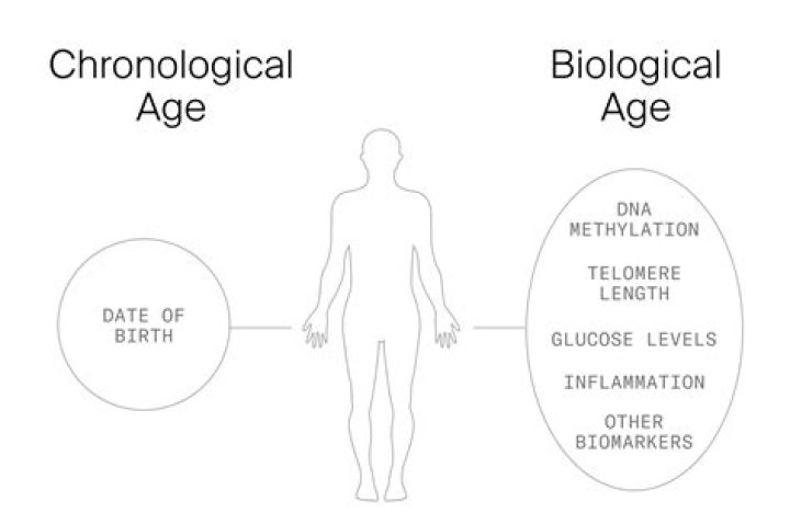 What determines body age?