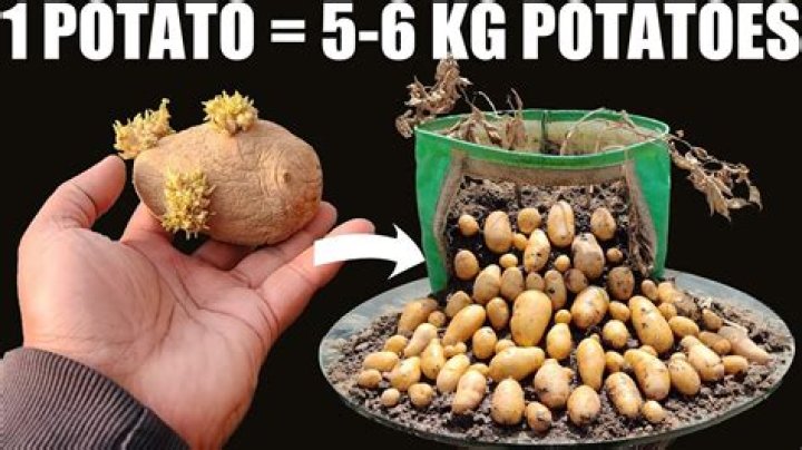 What did Irish eat before potato?
