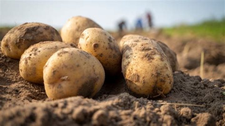 What did the Irish eat before potatoes?