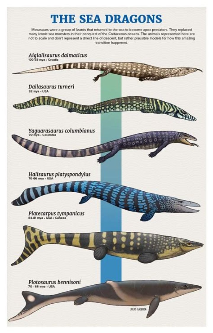 What dinosaur is closest to a dragon?