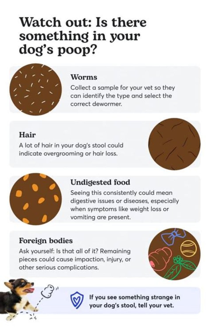 What diseases can you get from dog poop?