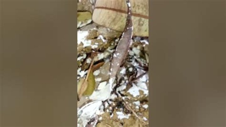 What do ants do with dead ants?