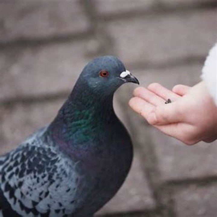 What do birds eat that makes them explode?