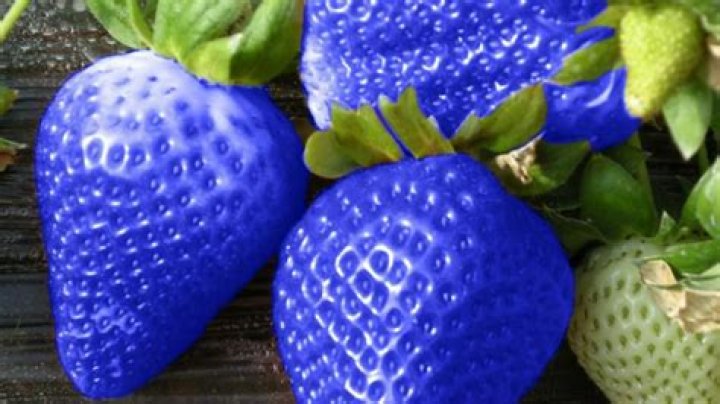 What do blue strawberries taste like?