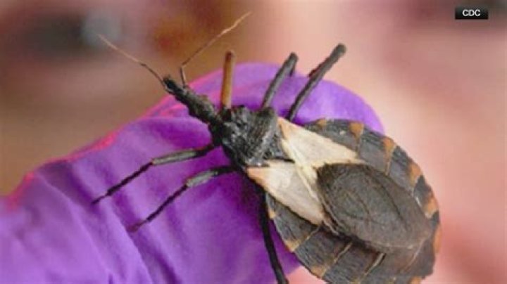 What do bugs do when they see a dead bug?