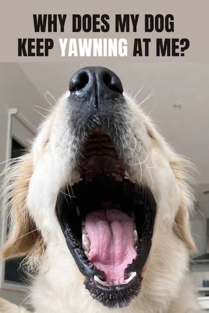 What do dog yawns mean?
