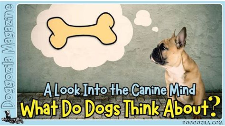 What do dogs think when watching TV?