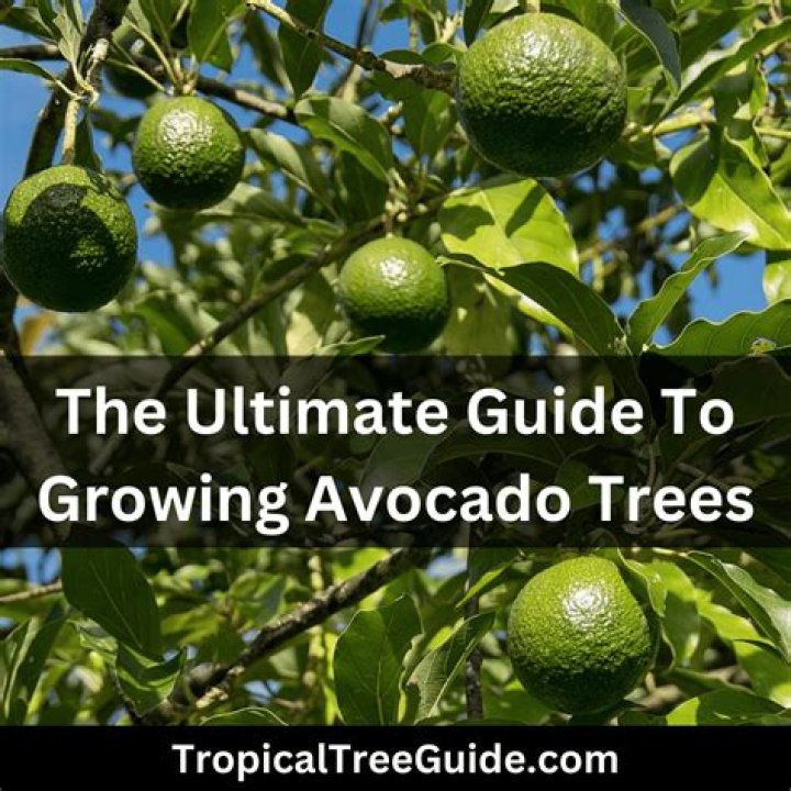 What do flowers on an avocado tree mean?