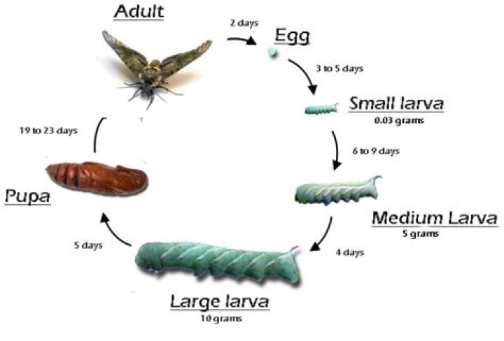What do hornworms turn into?