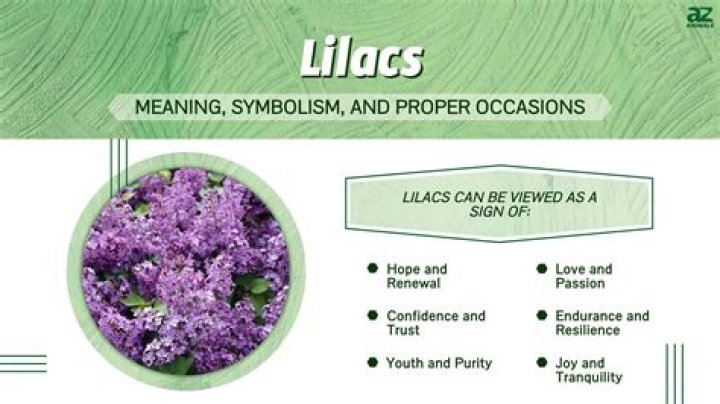 What do lilacs symbolize?