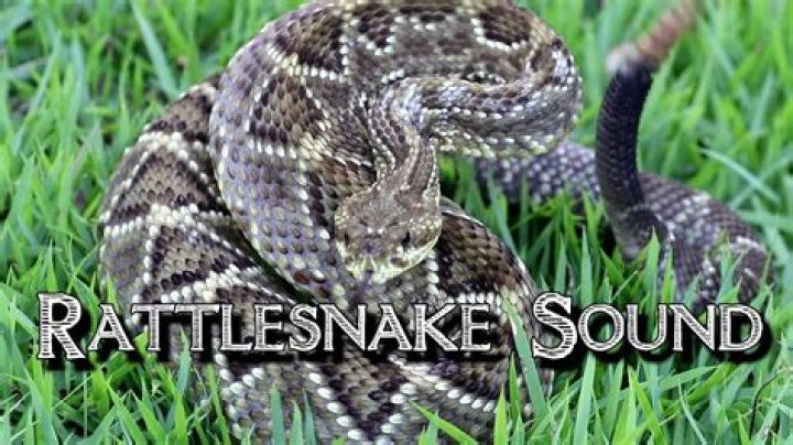 What do snakes sound like in walls?