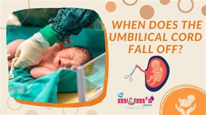 What do u do after umbilical stump falls off?