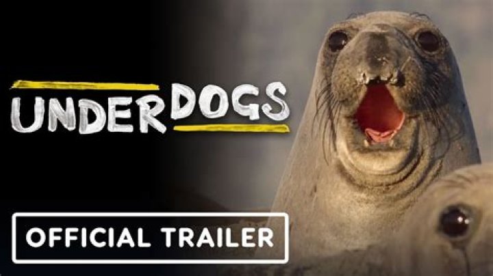 What do underdogs have in common?