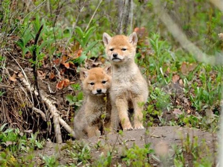 What do you do if you find a baby coyote?
