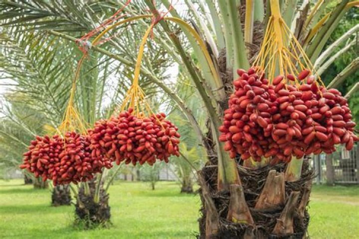 What do you feed palms?