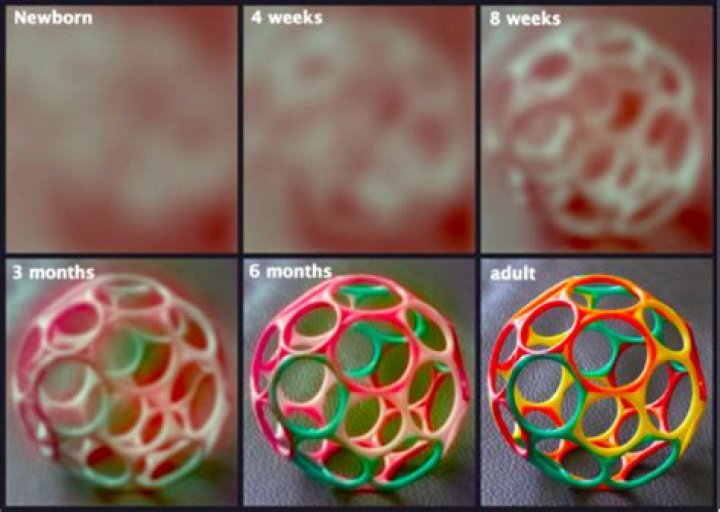 What does a 2 week old baby see?