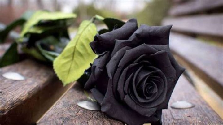 What does a black rose stand for?