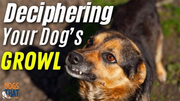 What does a dog growl mean?