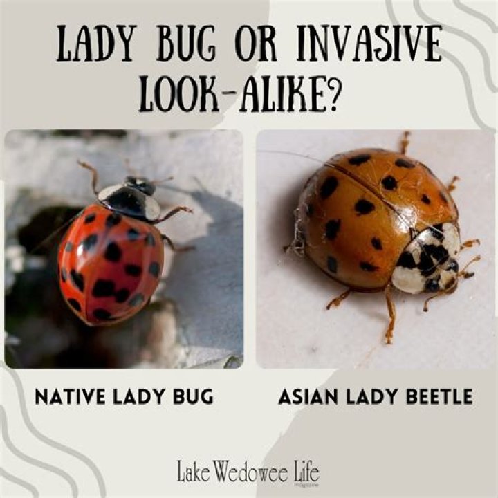 What does a gray ladybug mean?
