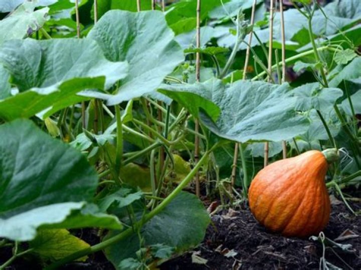 What does a pumpkin in a window mean?