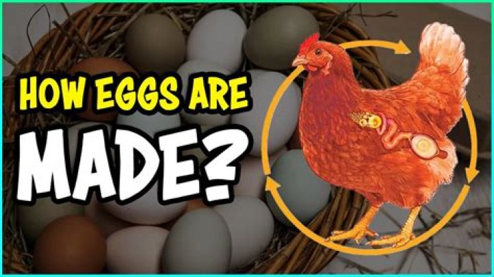 What does a Void Egg turn into?