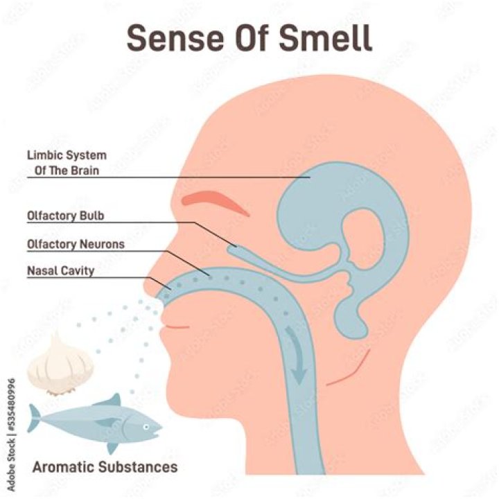 What does Ciri smell like?