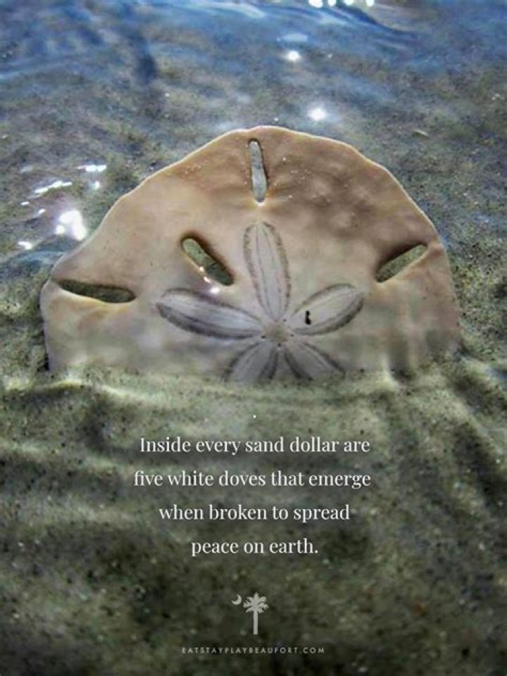 What does finding a sand dollar mean?