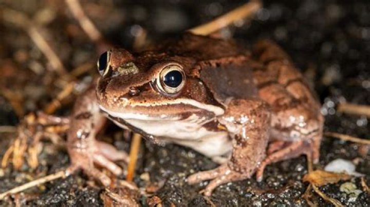 What does frog mean in real estate?