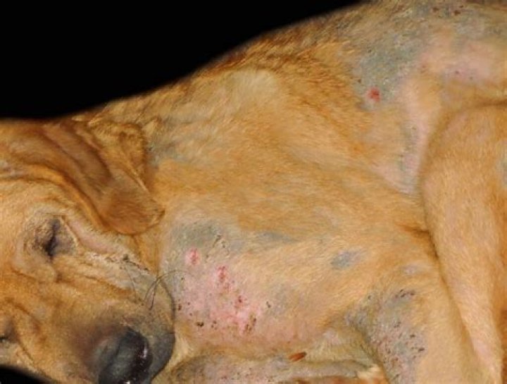 What does frustration look like in dogs?