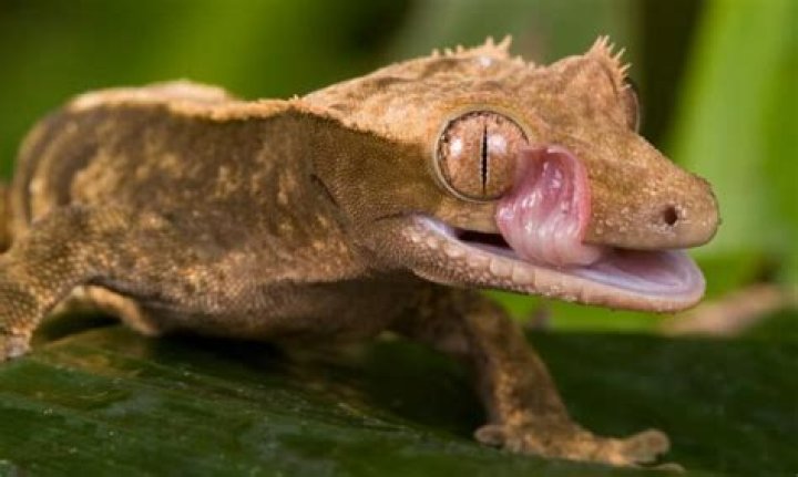 What does gargoyle gecko poop look like?