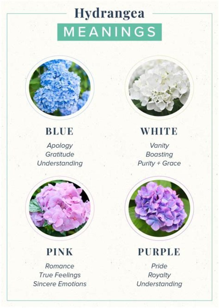 What does hydrangea symbolize?