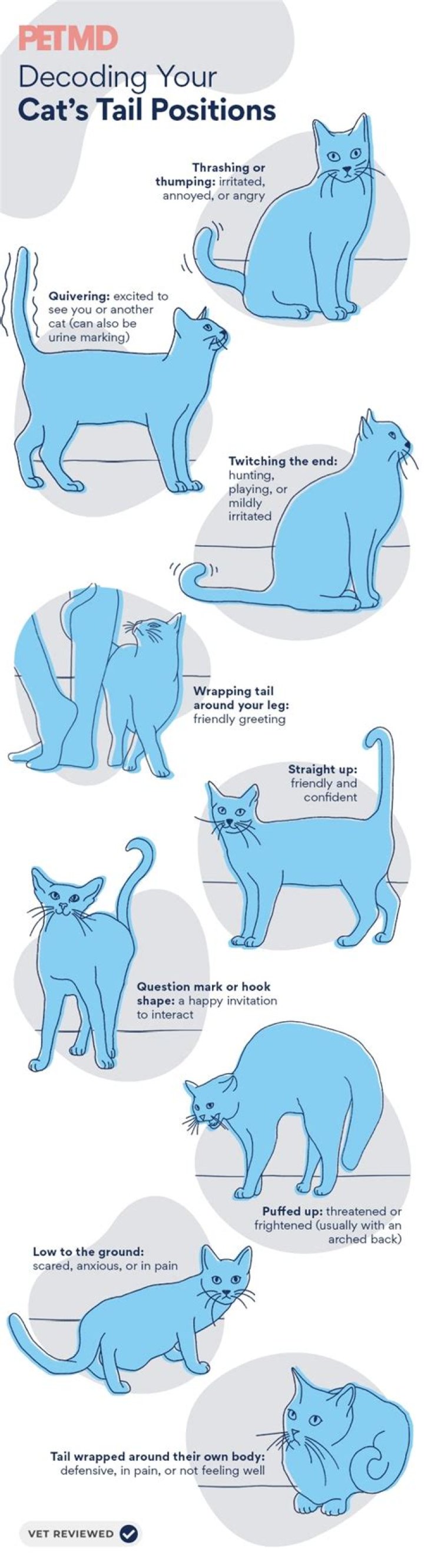 What does it mean if a cat lets you touch its tail?