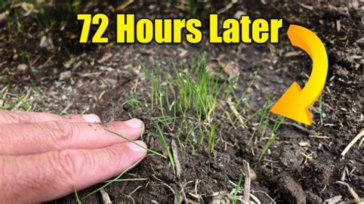 What does it mean to grass someone out?