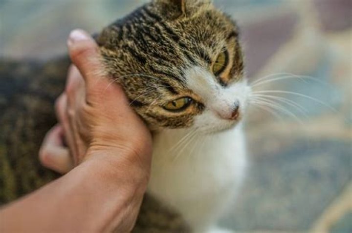 What does it mean when a cat holds your hand?