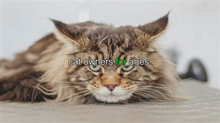 What does it mean when a cat touches noses with you?