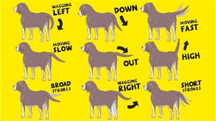 What does it mean when a dog growls but wags its tail?