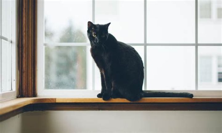What does it mean when a dove comes to your window?