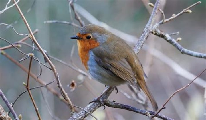 What does it mean when a red robin visits you?