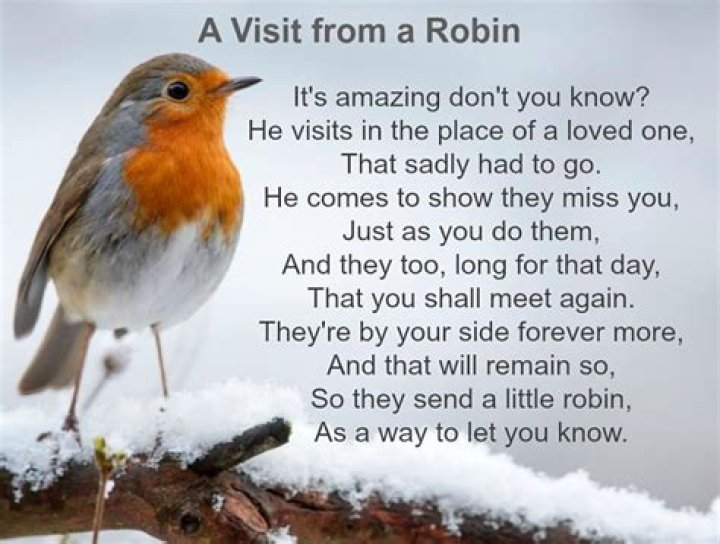 What does it mean when a robin bird visits?