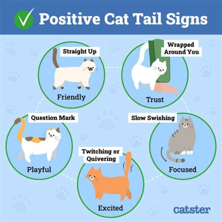 What does it mean when cats nudge you?
