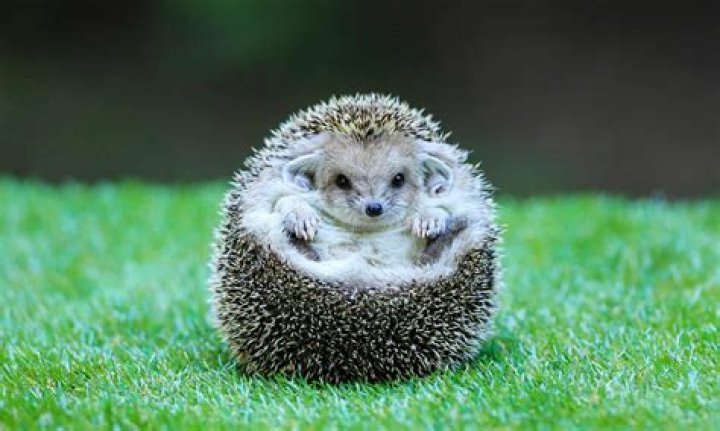 What does it mean when hedgehogs circle each other?