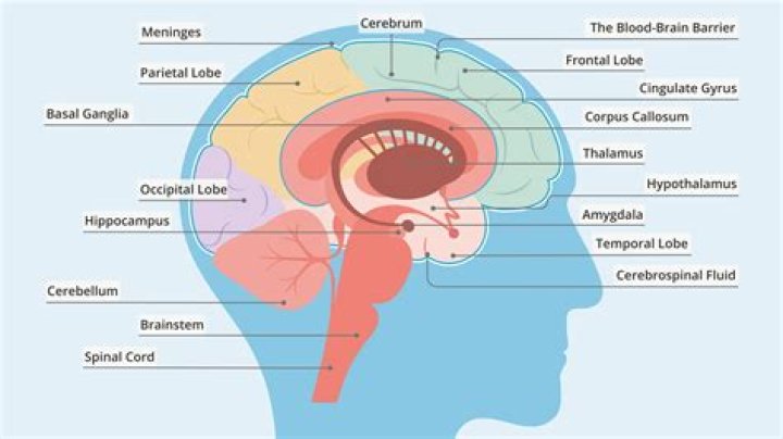 What does pizza do to your brain?