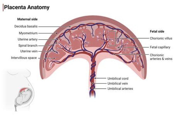 What does placenta do to the hair?