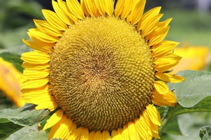 What does sunflower attract?