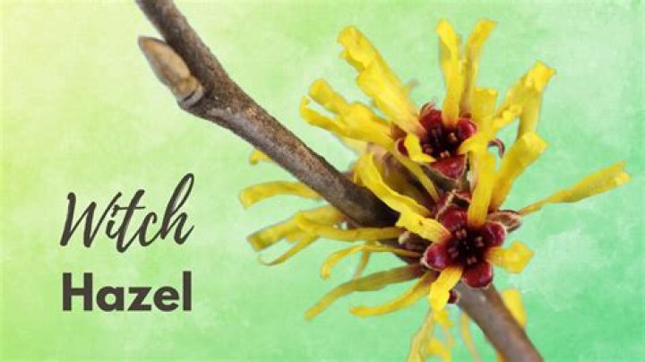 What does witch hazel smell like?