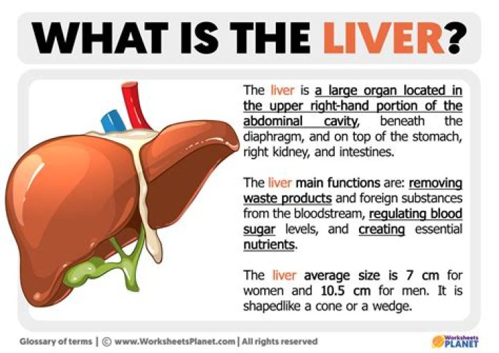 What does your liver do while you sleep?