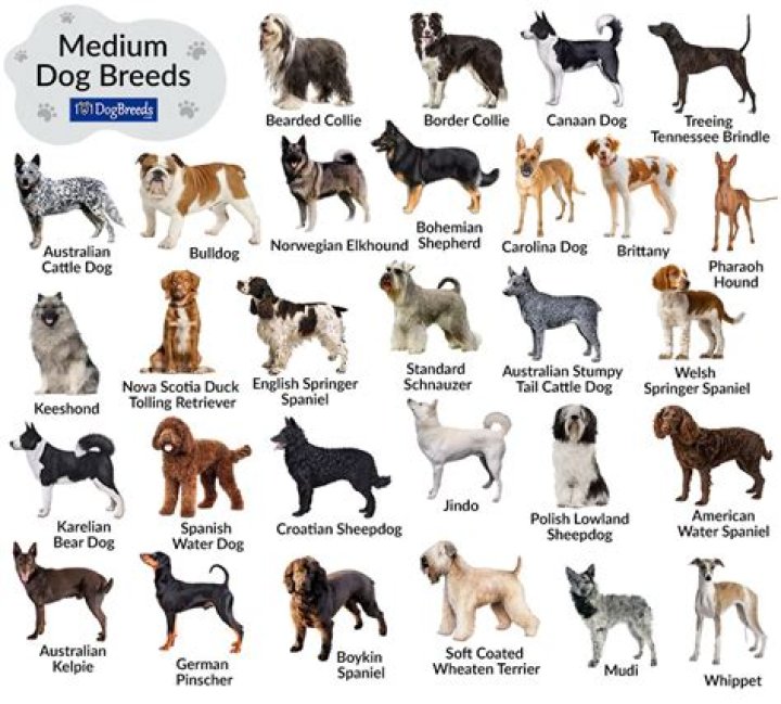 What dog breed is most cuddly?