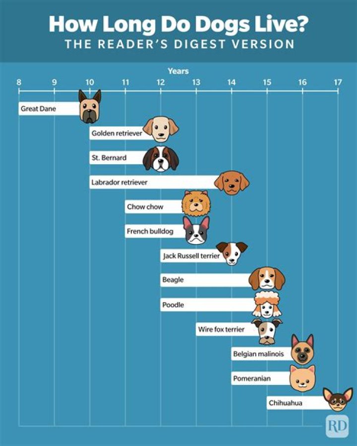 What dog does not live long?