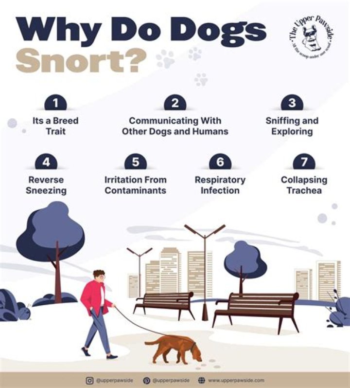 What dogs snort?